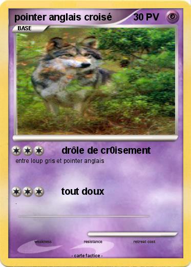 Pokemon pointer anglais croisé