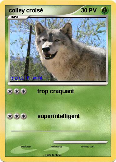 Pokemon colley croisé