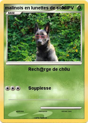 Pokemon malinois en lunettes de soleil