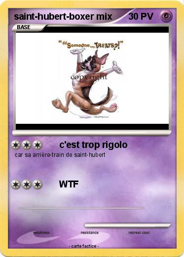 Pokemon saint-hubert-boxer mix