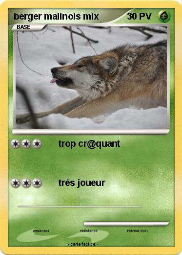 Pokemon berger malinois mix