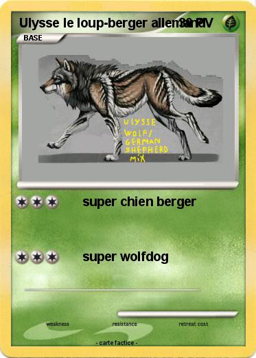 Pokemon Ulysse le loup-berger allemand