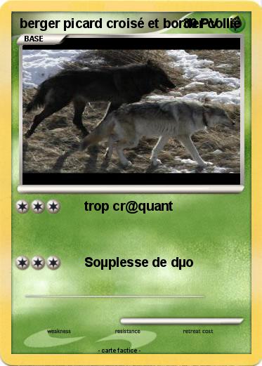 Pokemon berger picard croisé et border collie