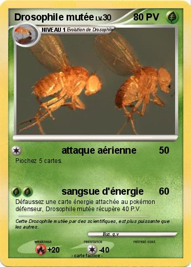 Pokemon Drosophile mutée