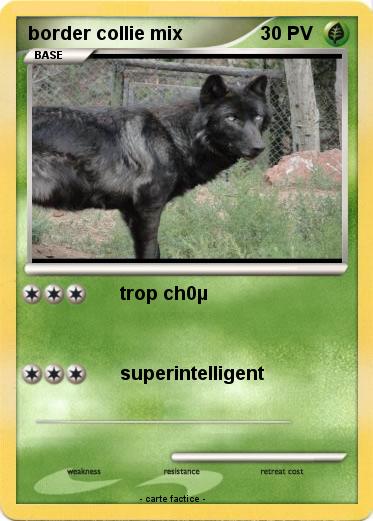 Pokemon border collie mix