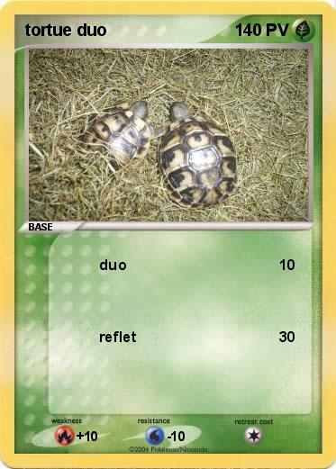 Pokemon tortue duo