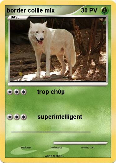 Pokemon border collie mix