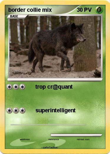 Pokemon border collie mix