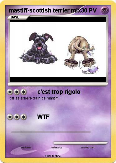 Pokemon mastiff-scottish terrier mix