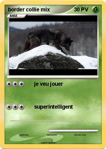 Pokemon border collie mix