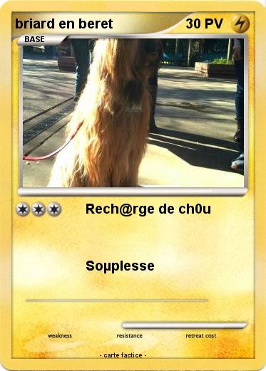 Pokemon briard en beret