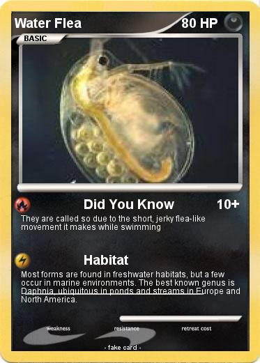 Pokemon Water Flea