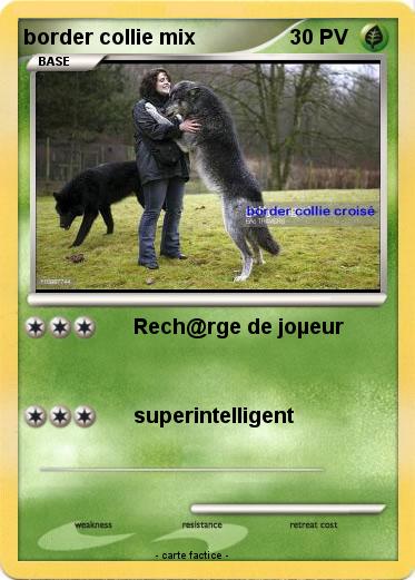 Pokemon border collie mix
