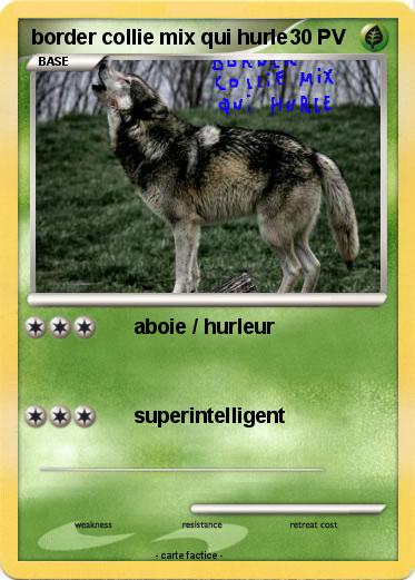 Pokemon border collie mix qui hurle
