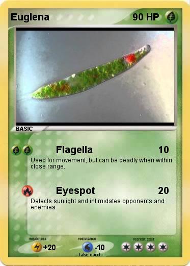 Pokemon Euglena
