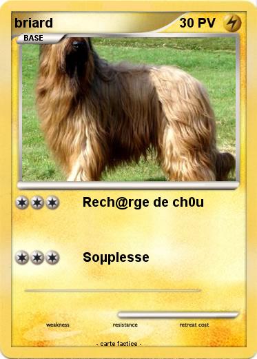 Pokemon briard