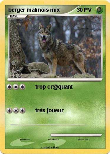 Pokemon berger malinois mix