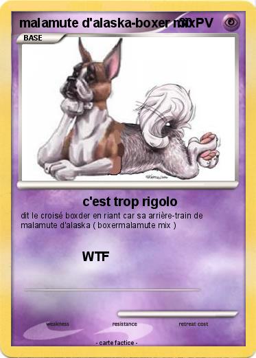 Pokemon malamute d'alaska-boxer mix