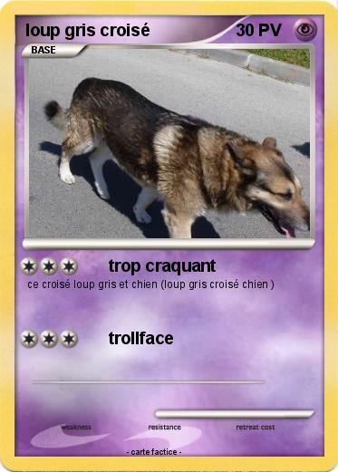 Pokemon loup gris croisé