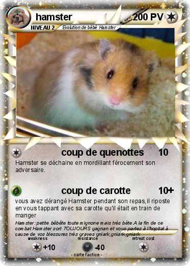 Pokemon hamster