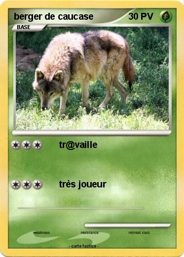 Pokemon berger de caucase