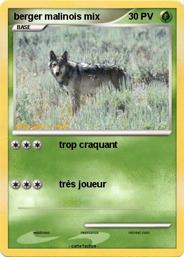 Pokemon berger malinois mix
