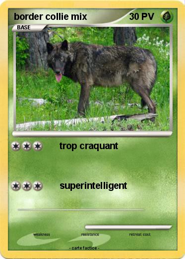 Pokemon border collie mix