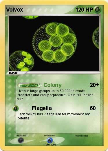 Pokemon Volvox