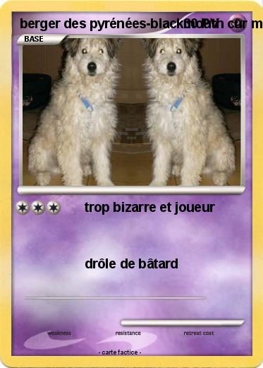 Pokemon berger des pyrénées-blackmouth cur mix