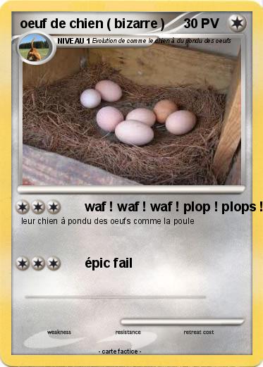 Pokemon oeuf de chien ( bizarre )
