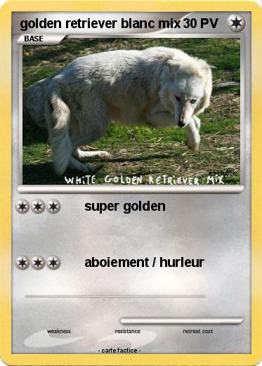 Pokemon golden retriever blanc mix