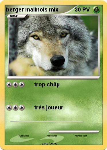 Pokemon berger malinois mix