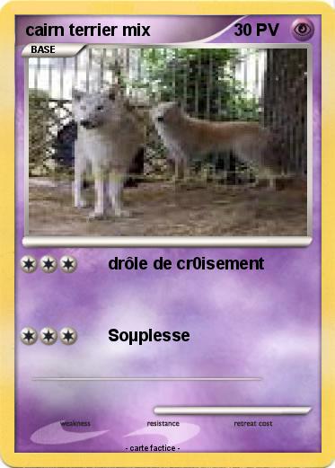 Pokemon cairn terrier mix