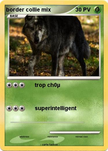 Pokemon border collie mix