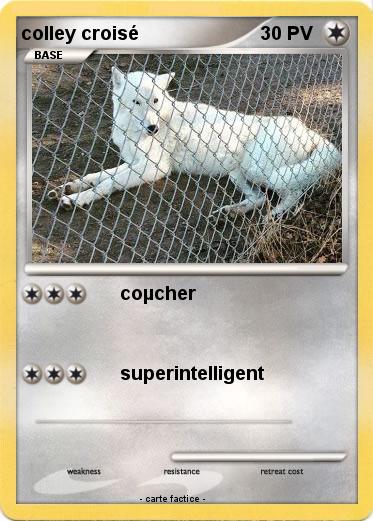 Pokemon colley croisé