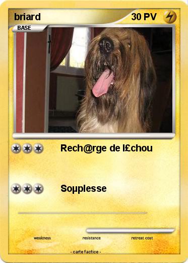 Pokemon briard