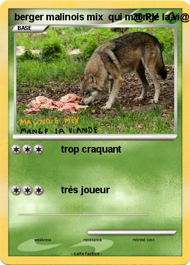 Pokemon berger malinois mix  qui m@nge la vi@nde