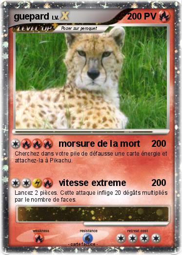 Pokemon guepard