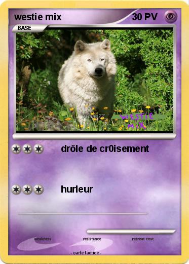 Pokemon westie mix