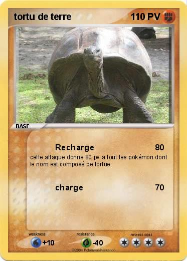 Pokemon tortu de terre