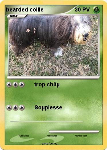 Pokemon bearded collie