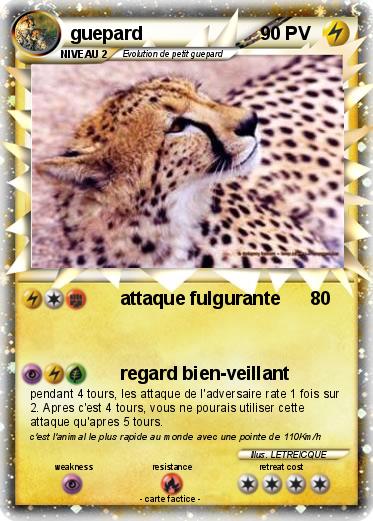 Pokemon guepard