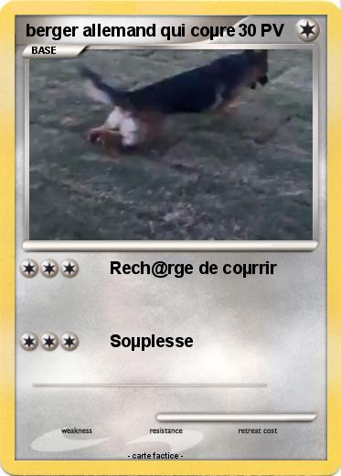 Pokemon berger allemand qui coµre