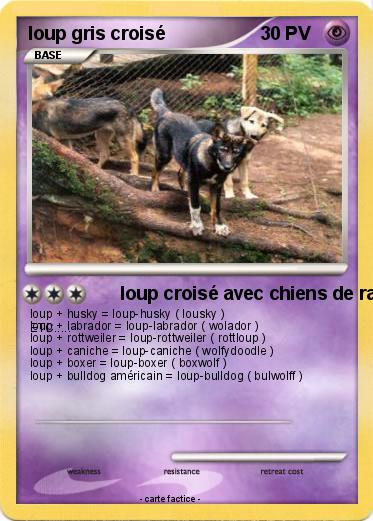Pokemon loup gris croisé