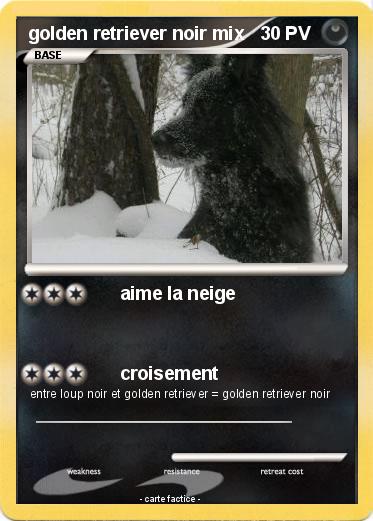 Pokemon golden retriever noir mix