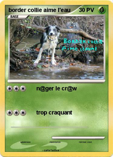 Pokemon border collie aime l'eau