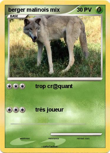Pokemon berger malinois mix