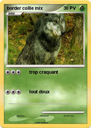 Pokemon border collie mix
