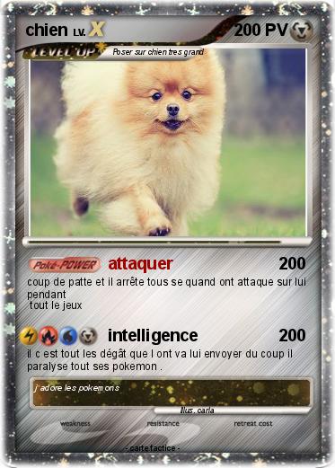 Pokemon chien