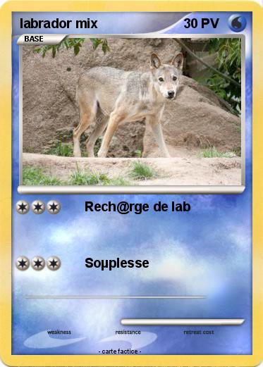 Pokemon labrador mix